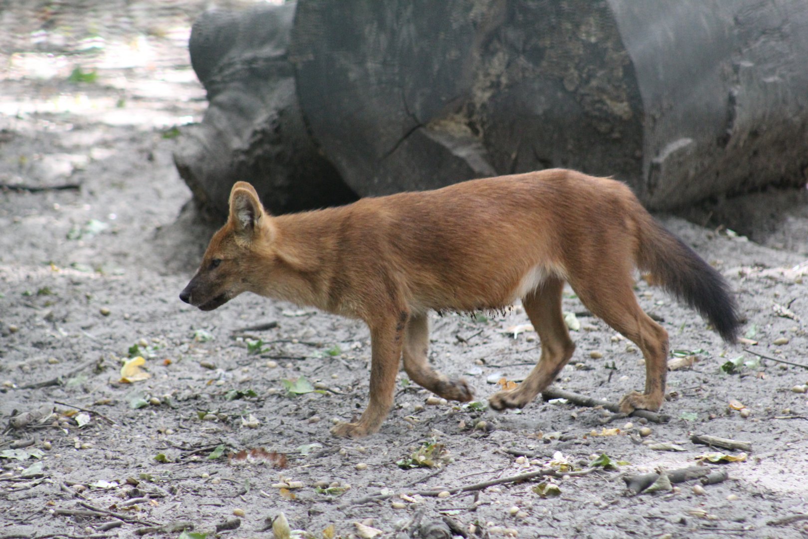 Chinese Dhole