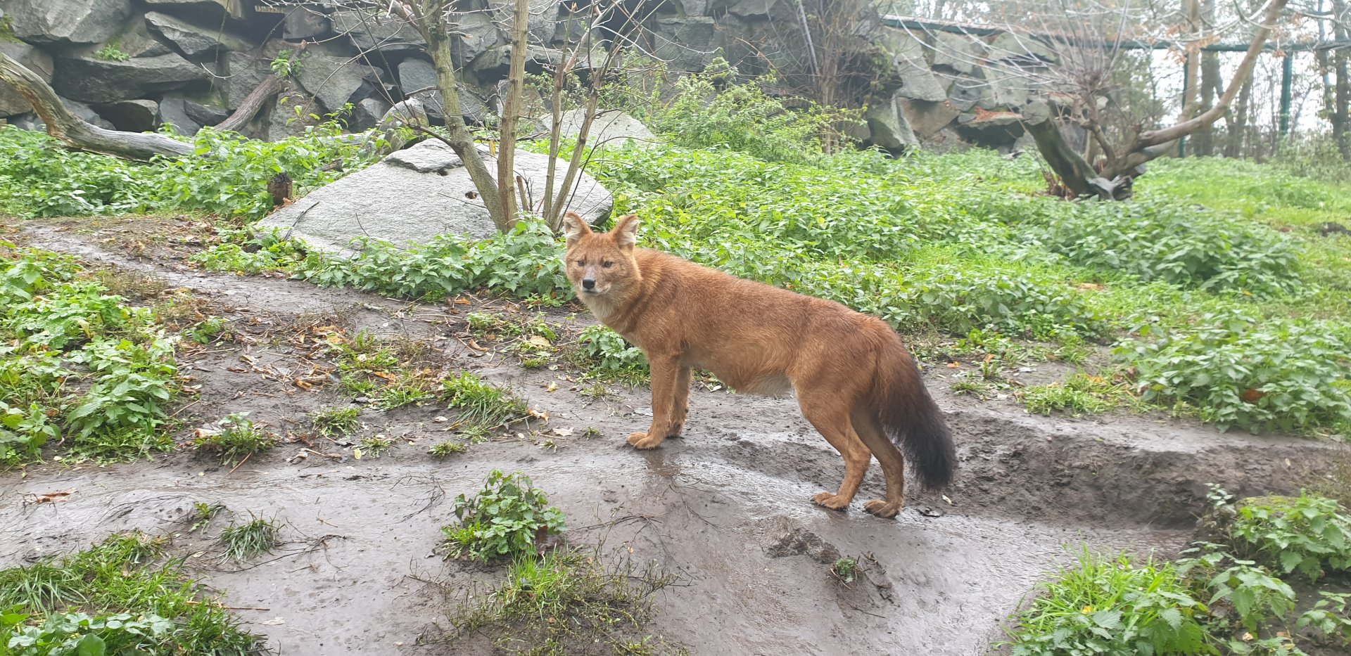 Chinese Dhole