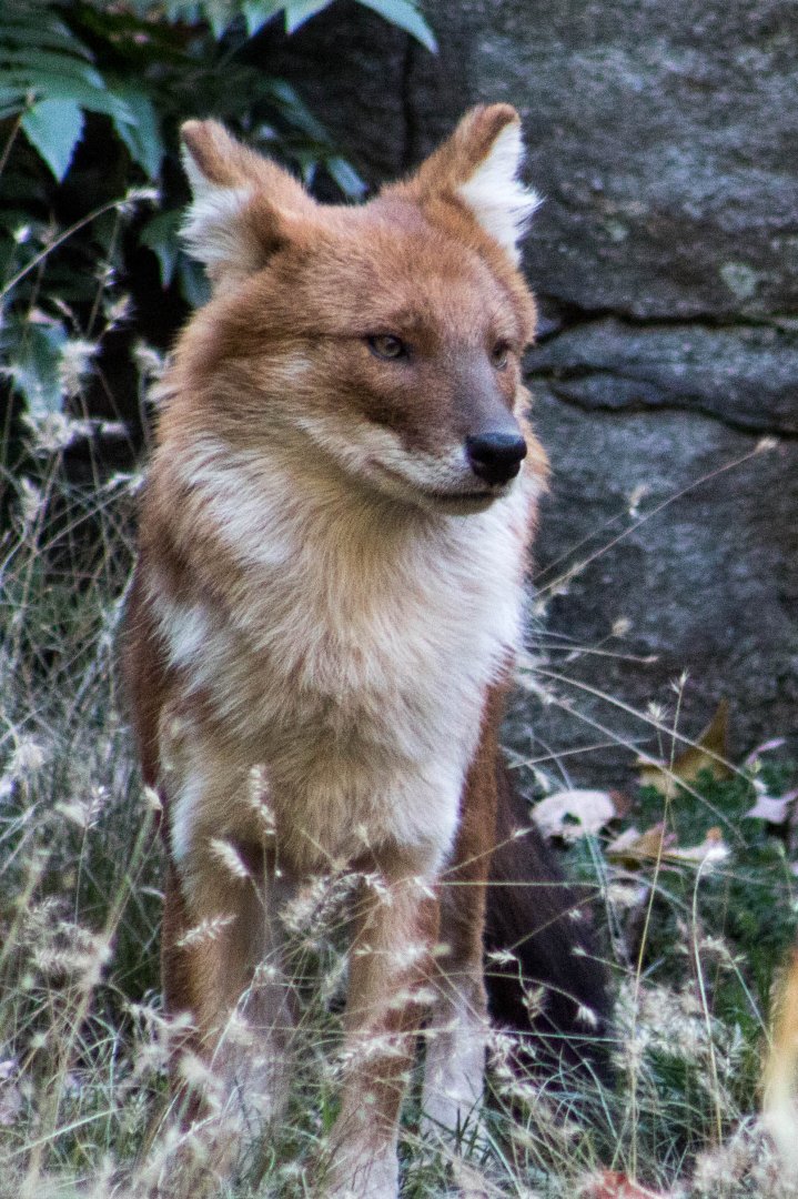 Chinese dhole