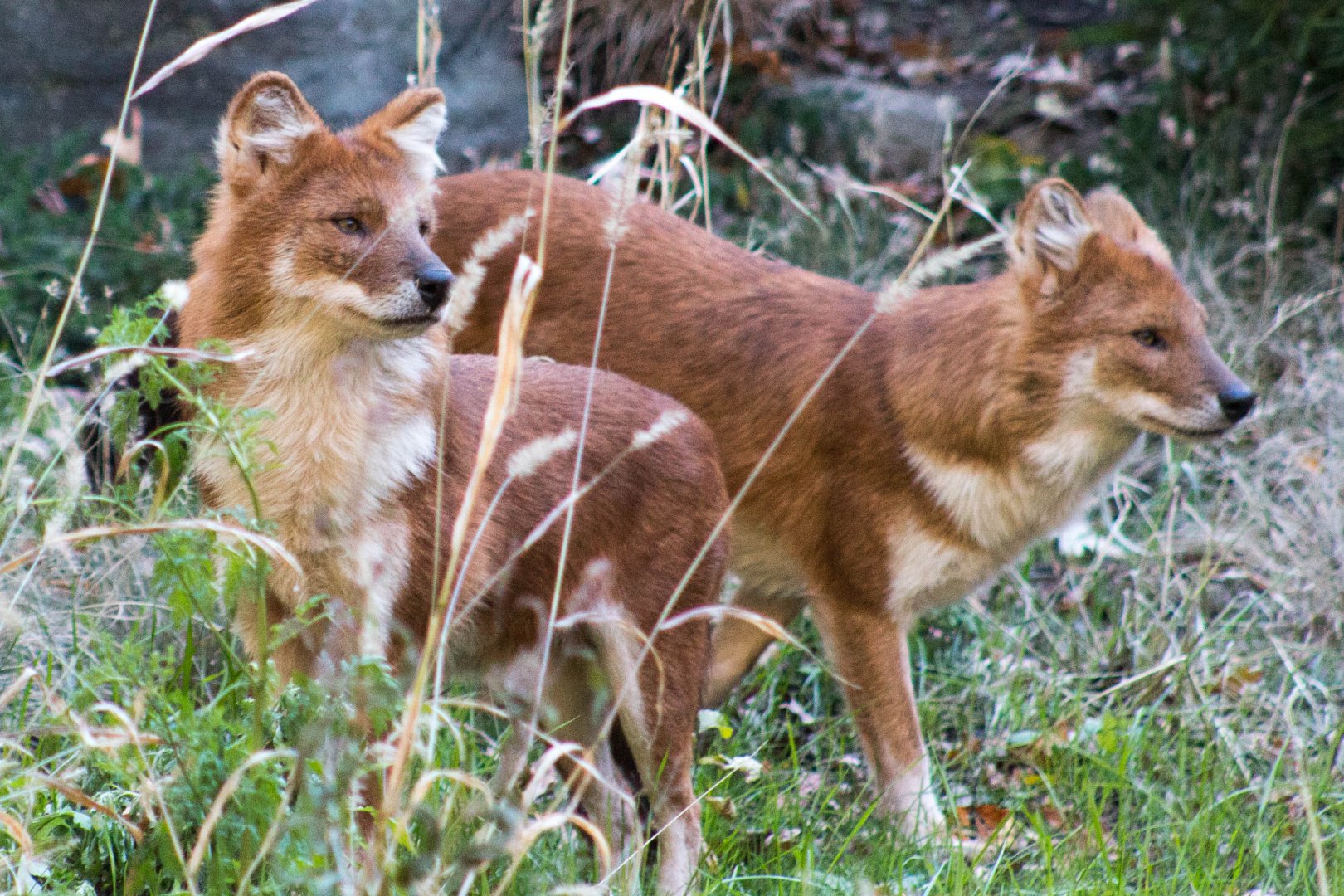 Chinese dhole
