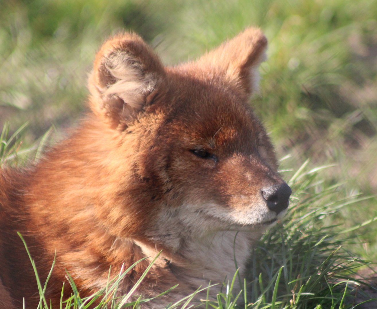 Chinese dhole