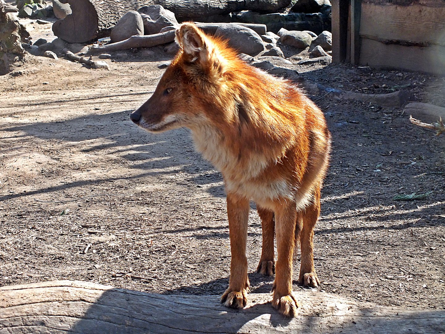Chinese dhole