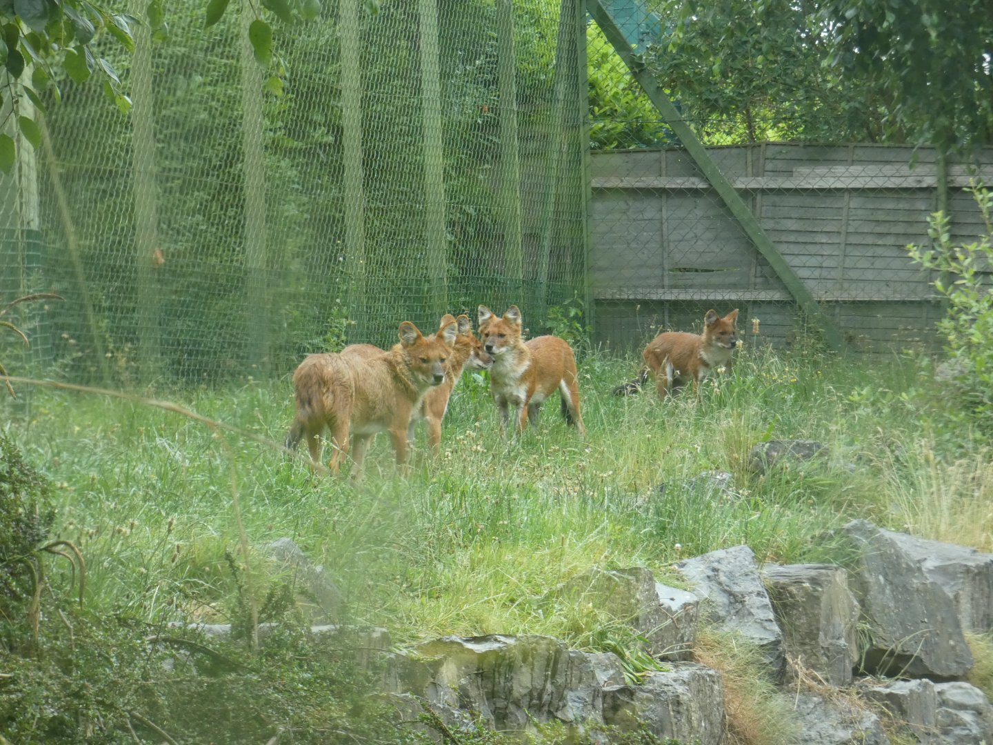 Chinese dhole