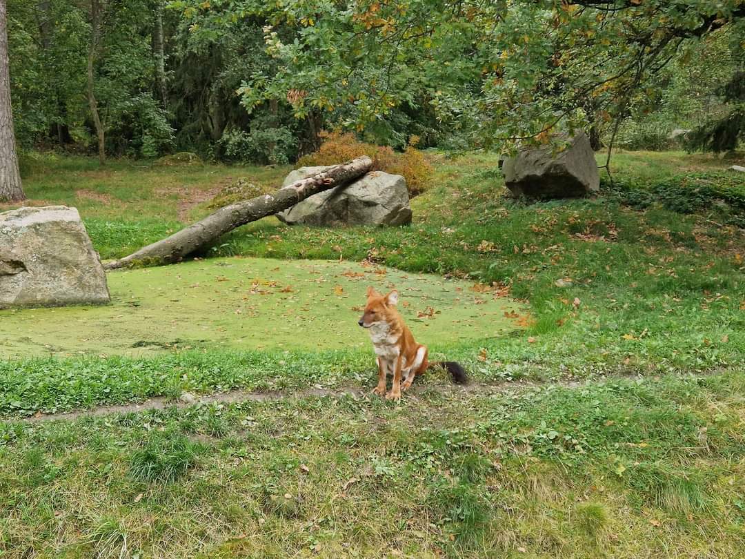 Chinese Dhole