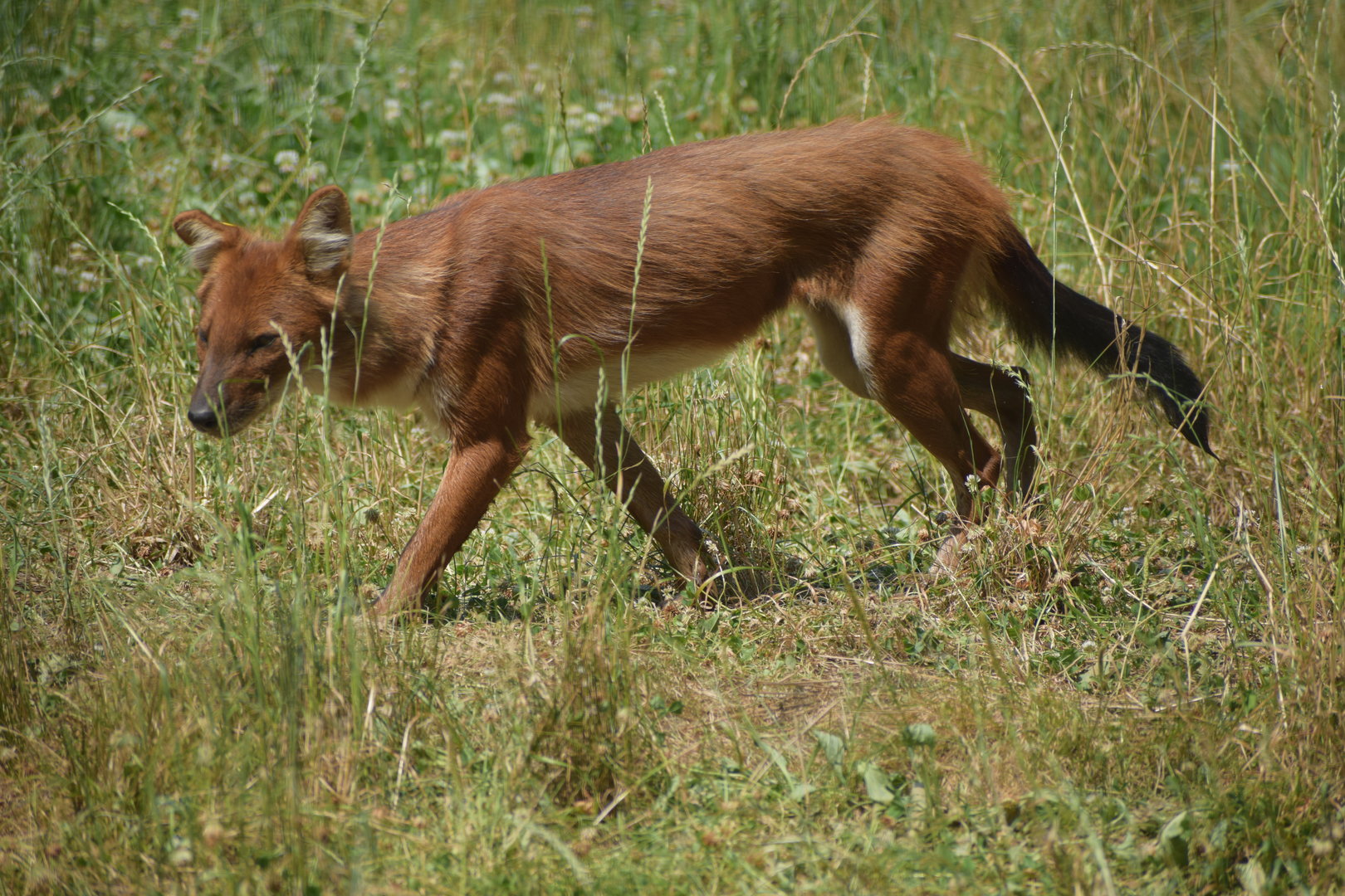 Chinese dhole