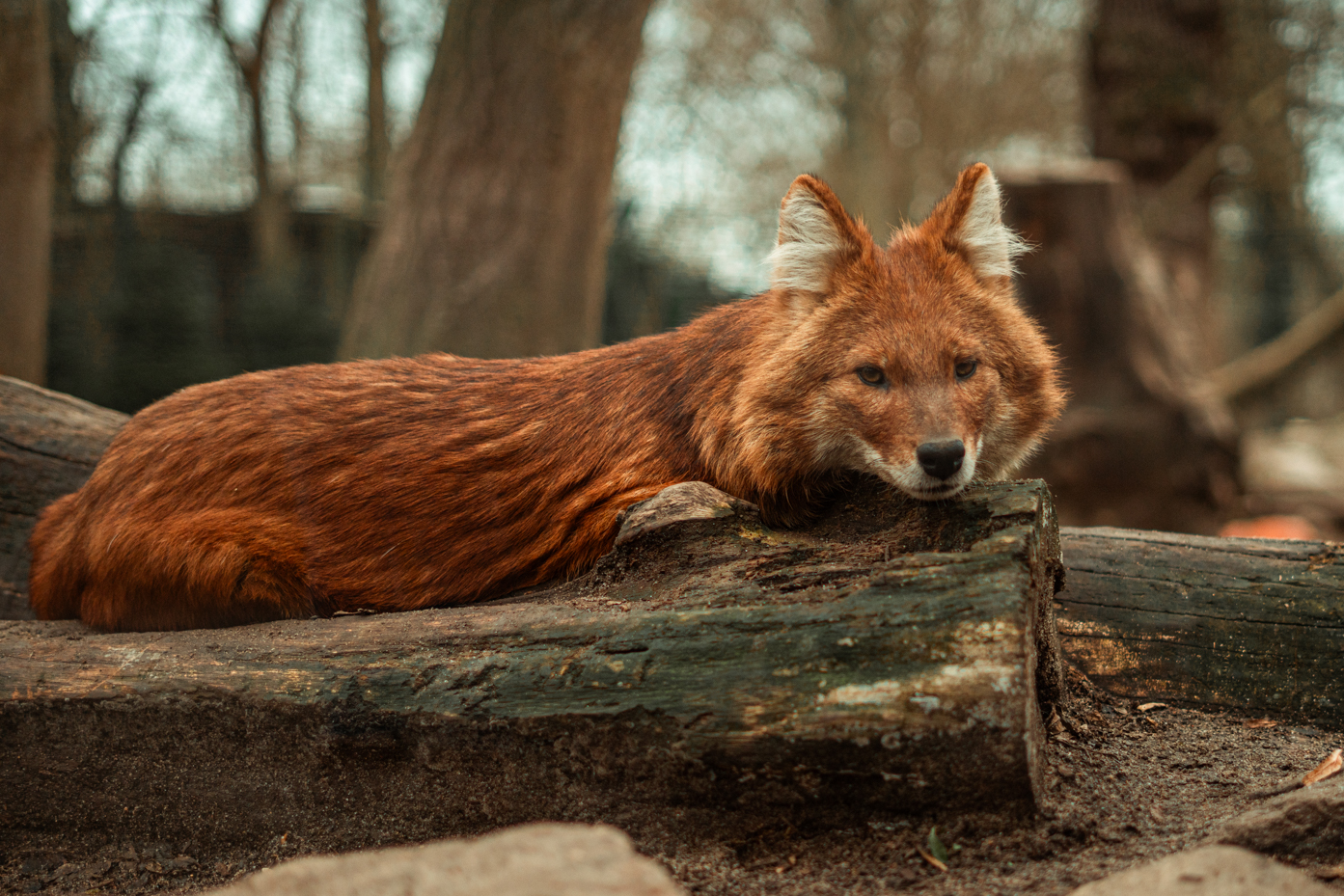 Chinese dhole