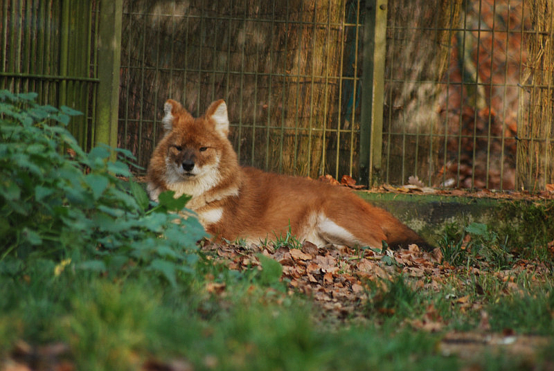Chinese dhole
