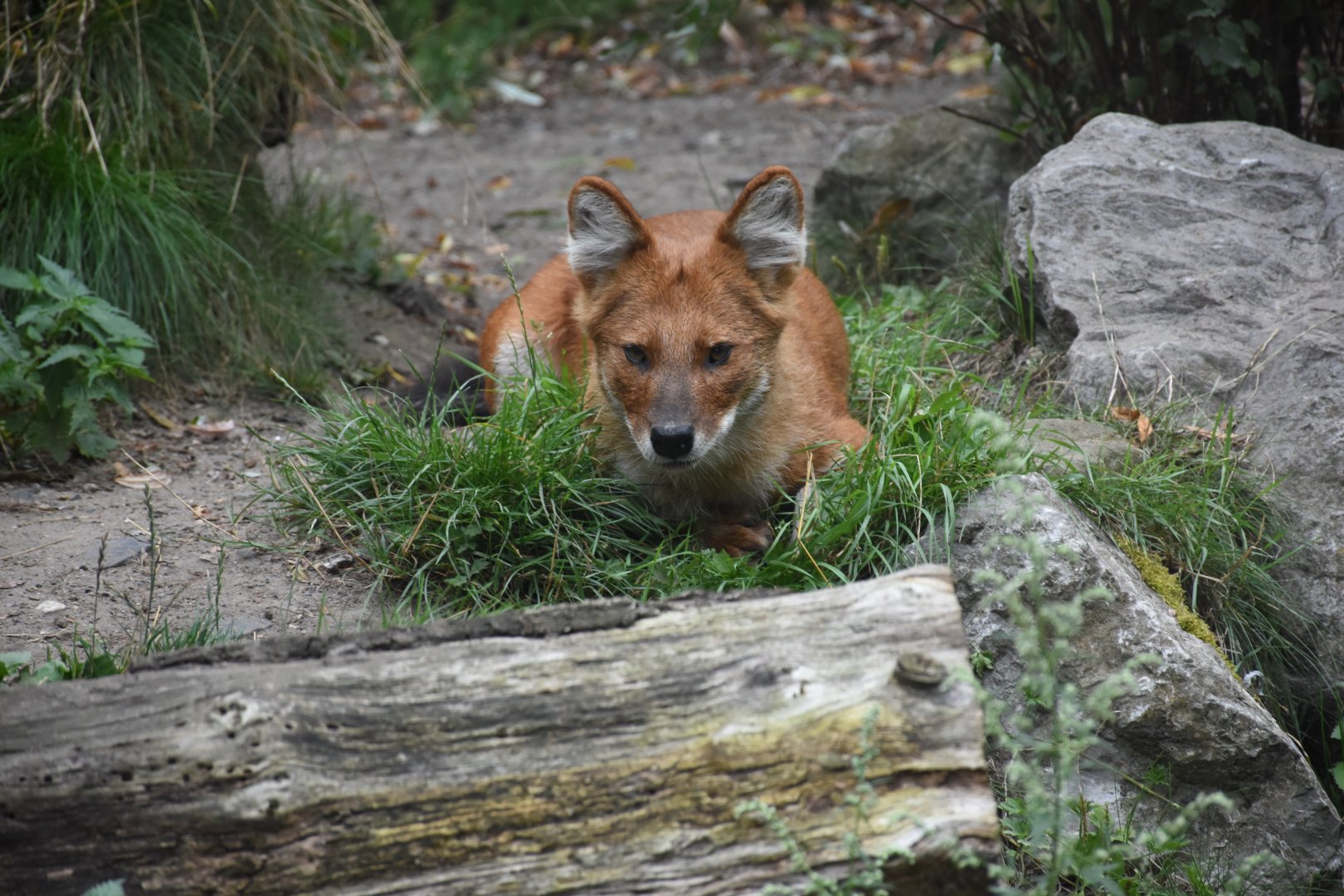 Chinese dhole