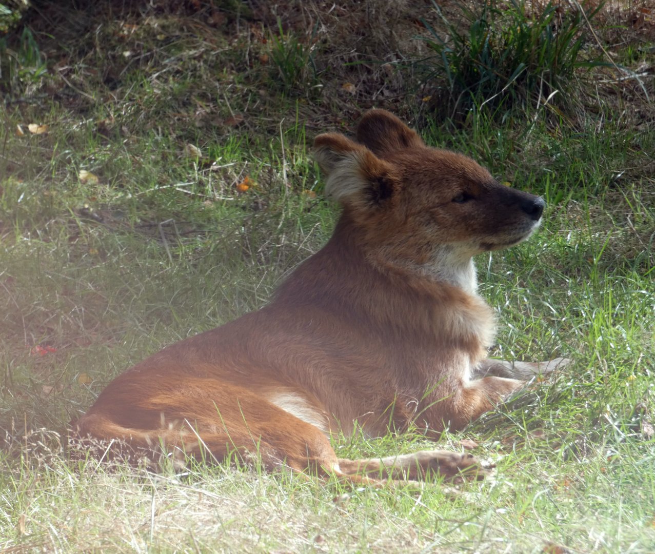 Chinese dhole