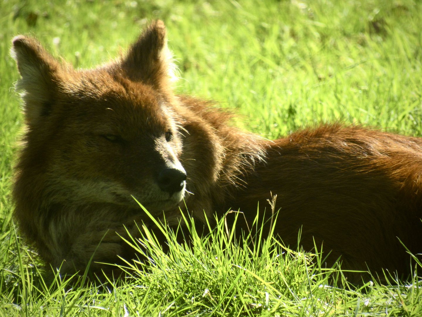 Chinese dhole
