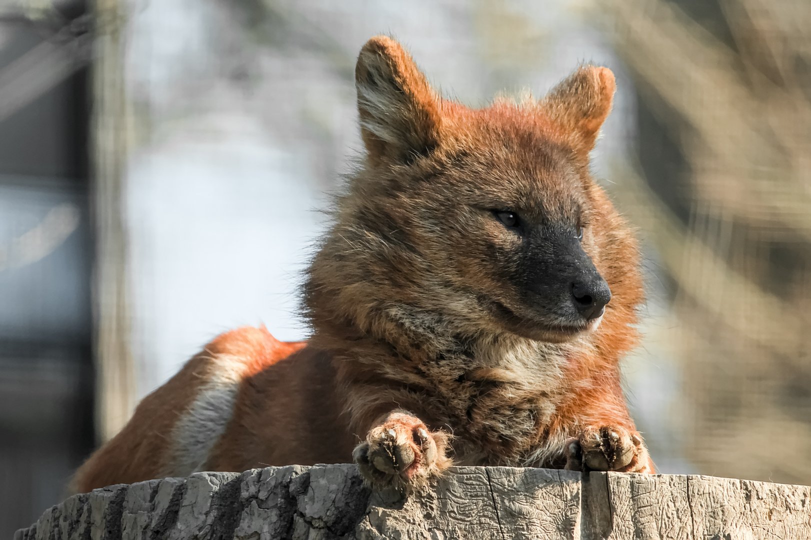 Chinese dhole