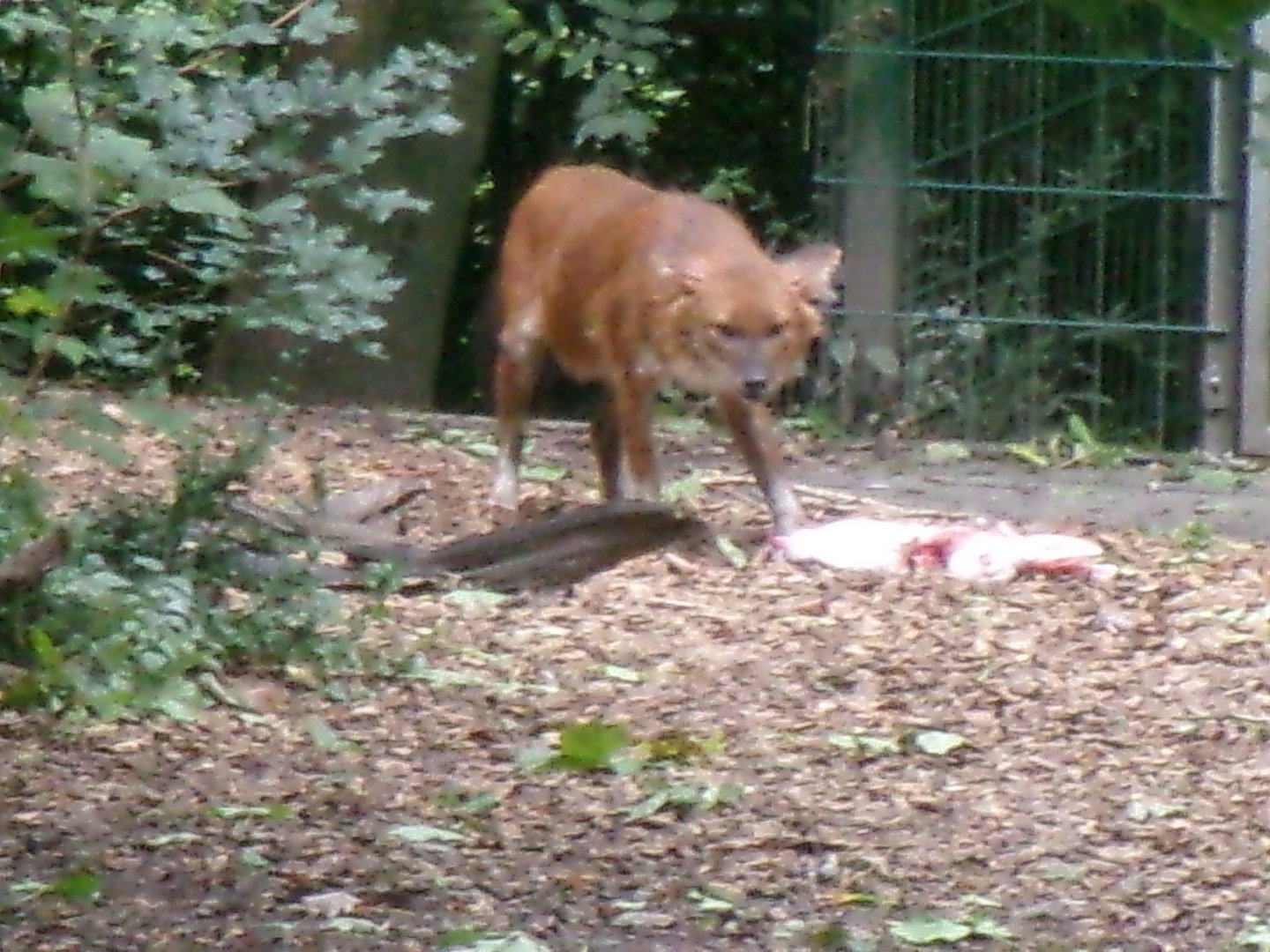 Chinese dhole