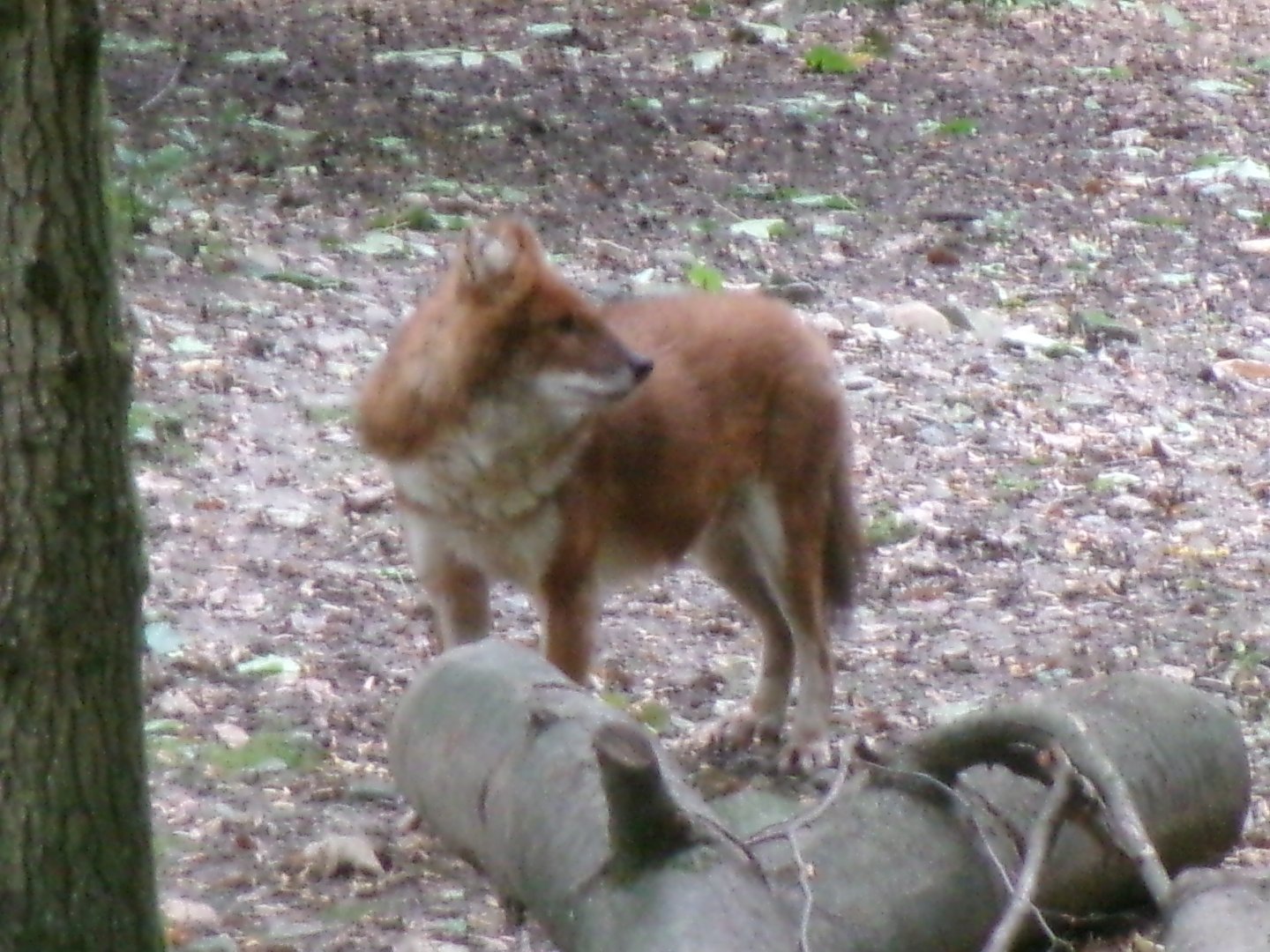 Chinese dhole