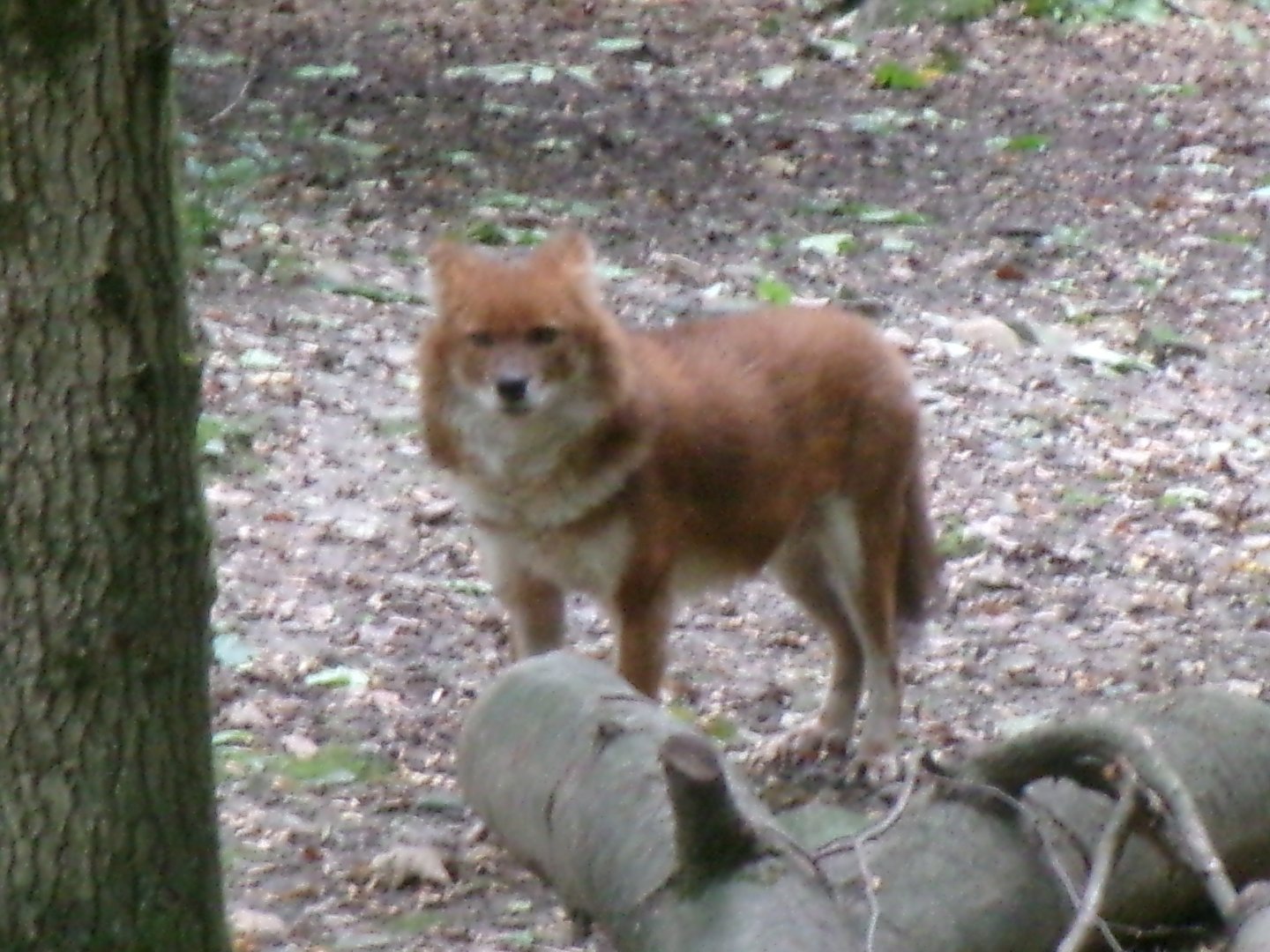 Chinese dhole
