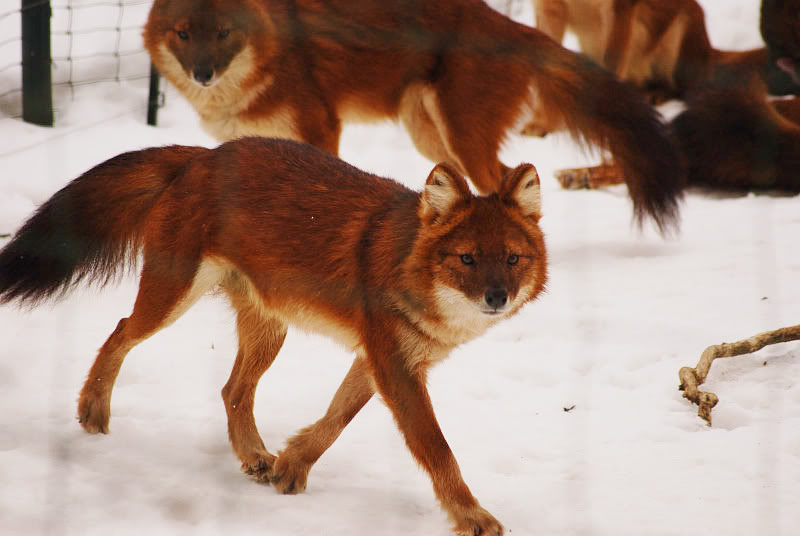 Chinese dhole
