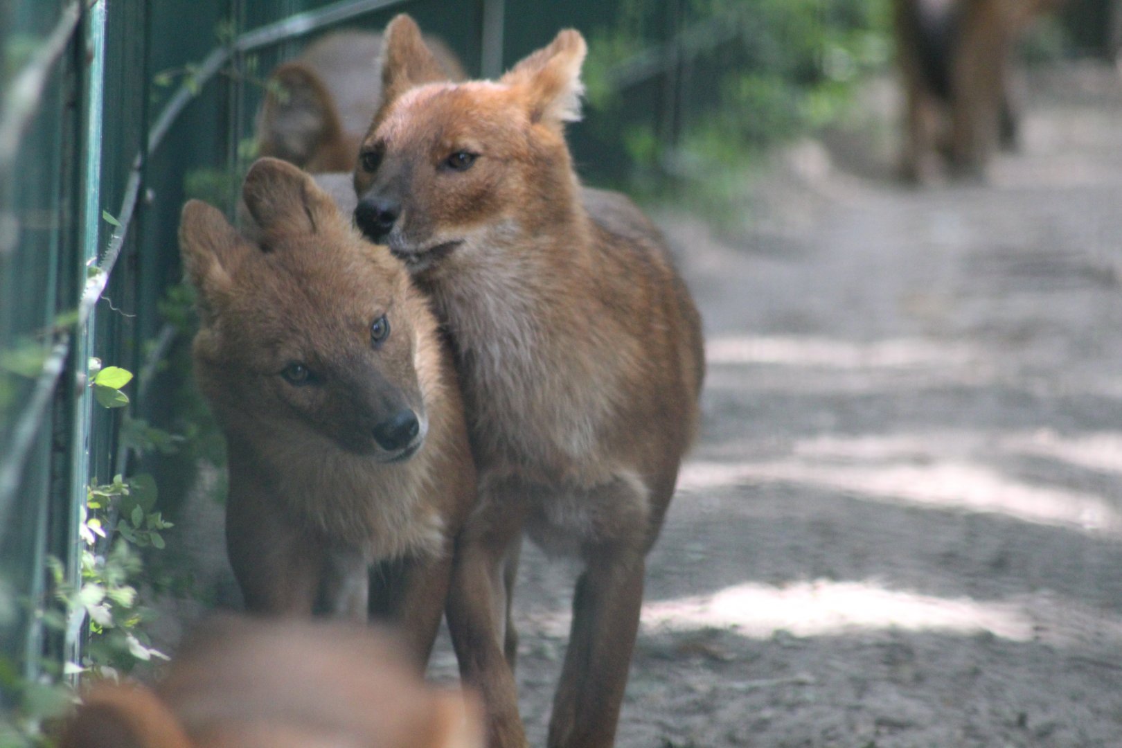 Chinese Dholes 28/06/19