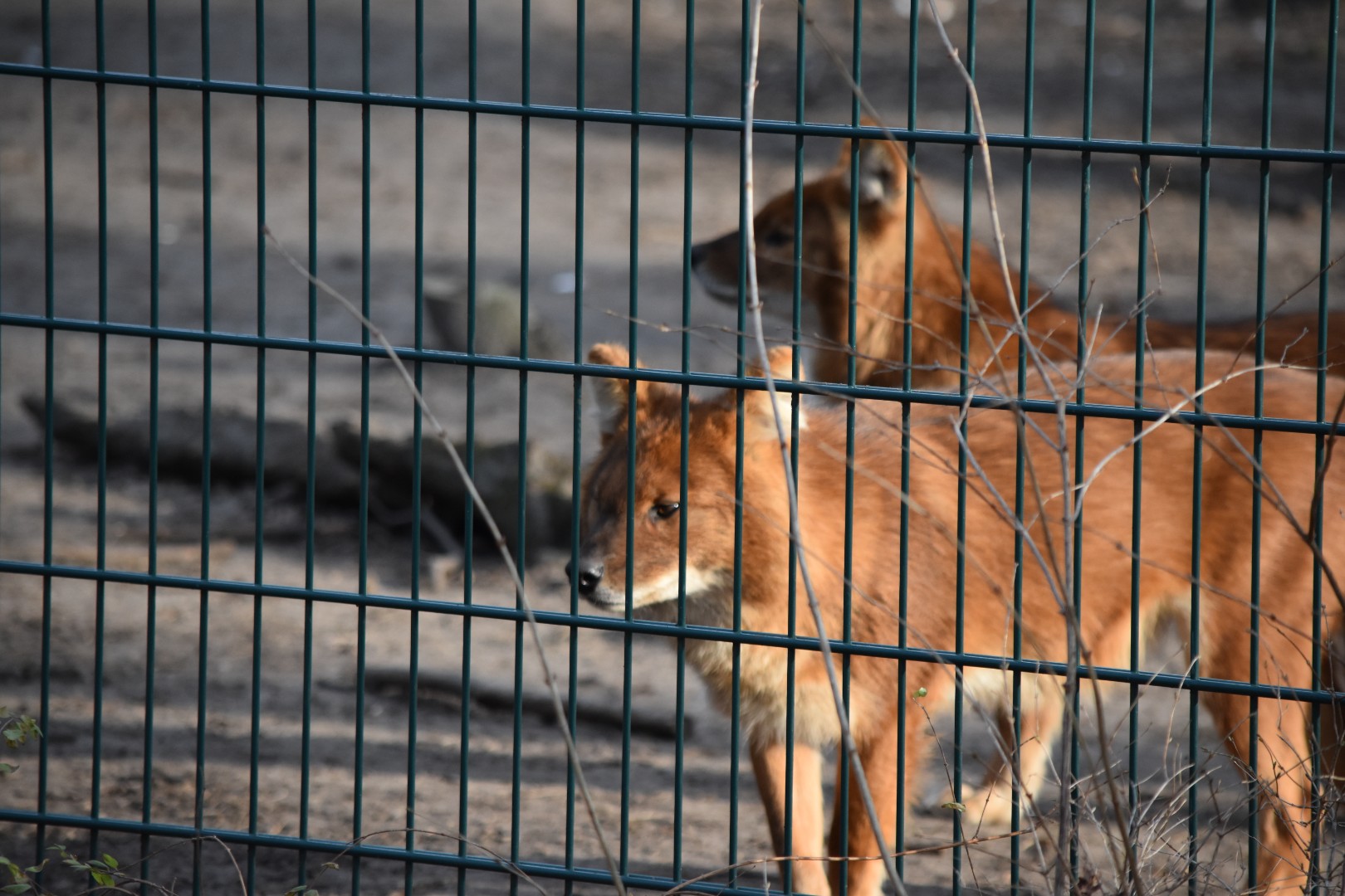 Chinese dholes