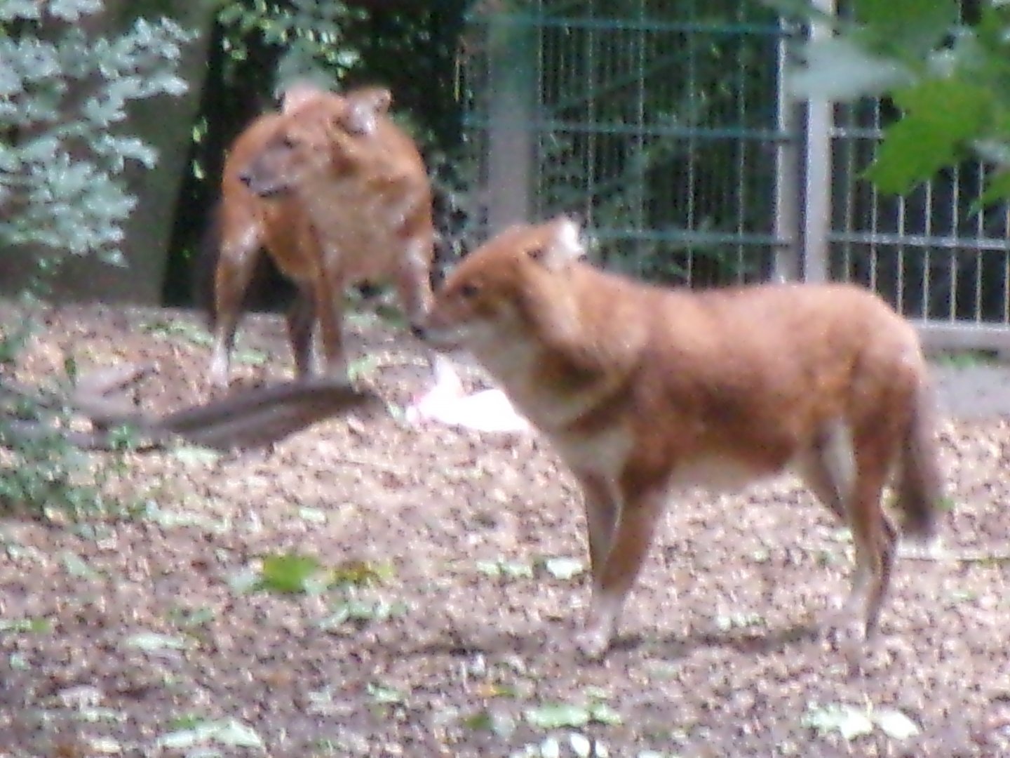 Chinese dholes
