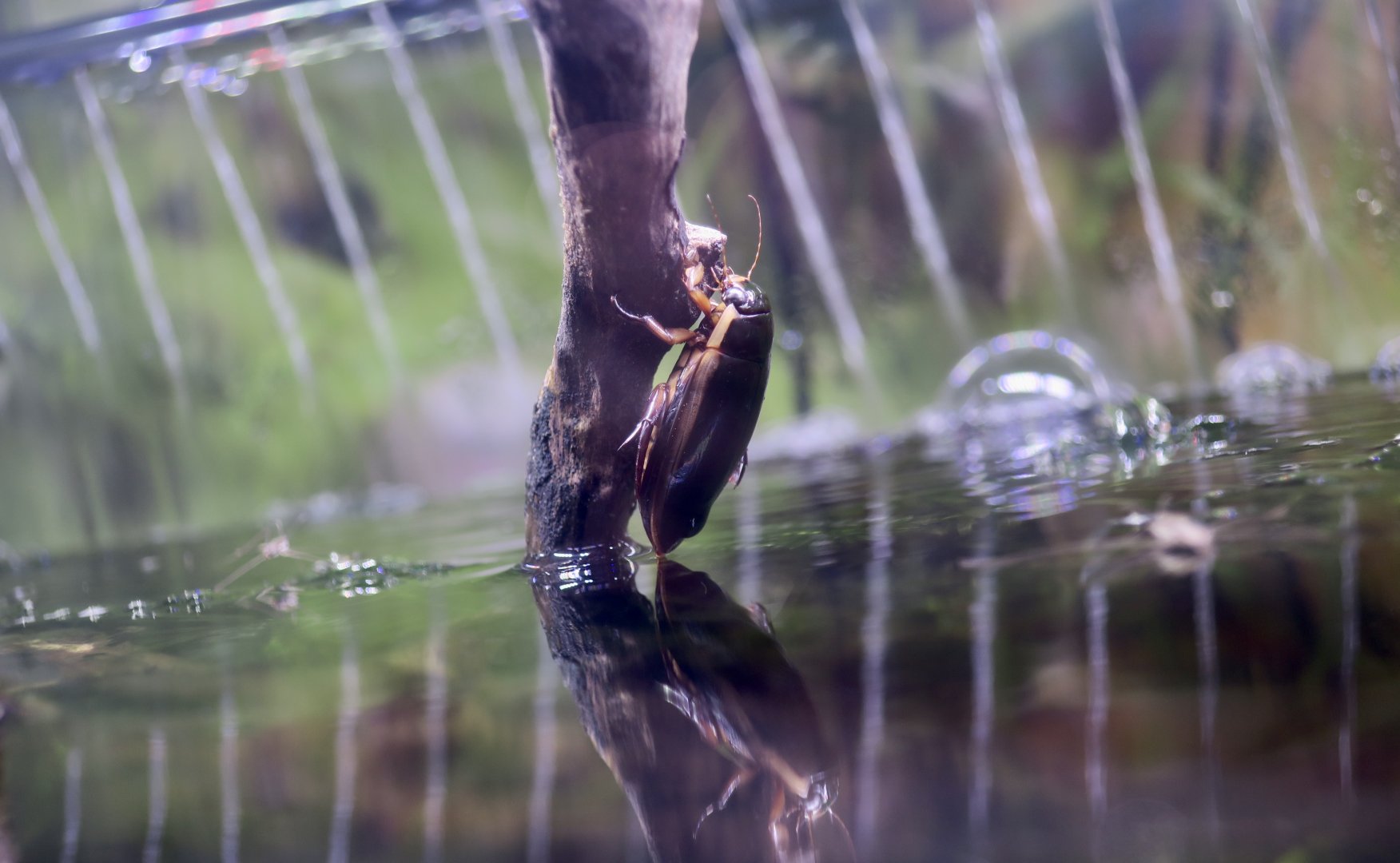 Chinese Diving Beetle (Cybister chinensis)