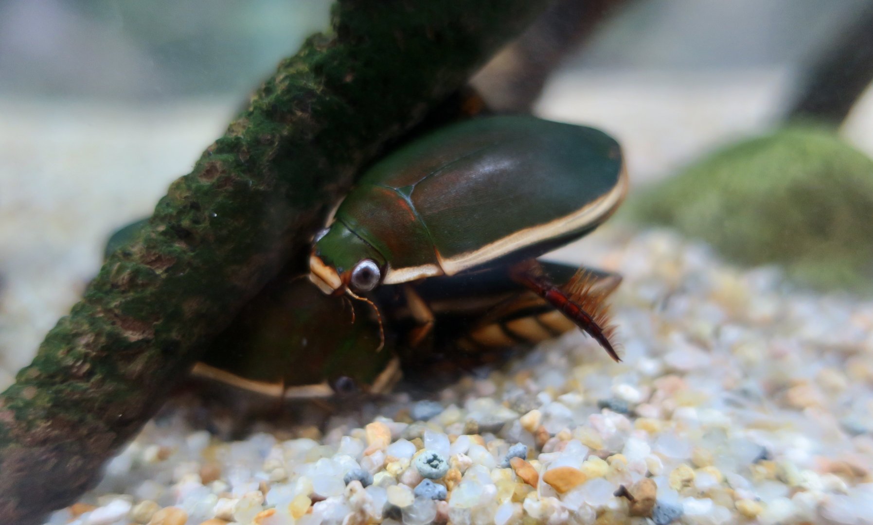 Chinese Diving Beetle (Cybister chinensis)