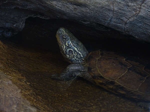 Chinese driekielschildpad / Reeves’ turtle (Mauremys reevesi)
