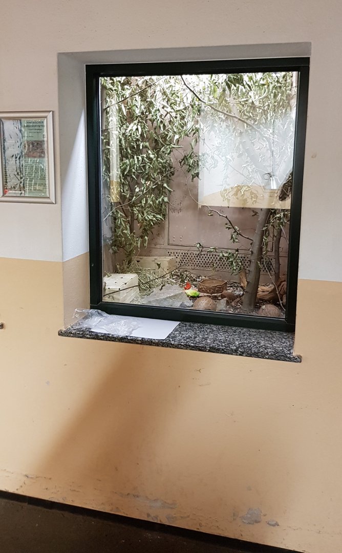 Chinese dwarf hamster (Cricetulus barabensis) exhibit