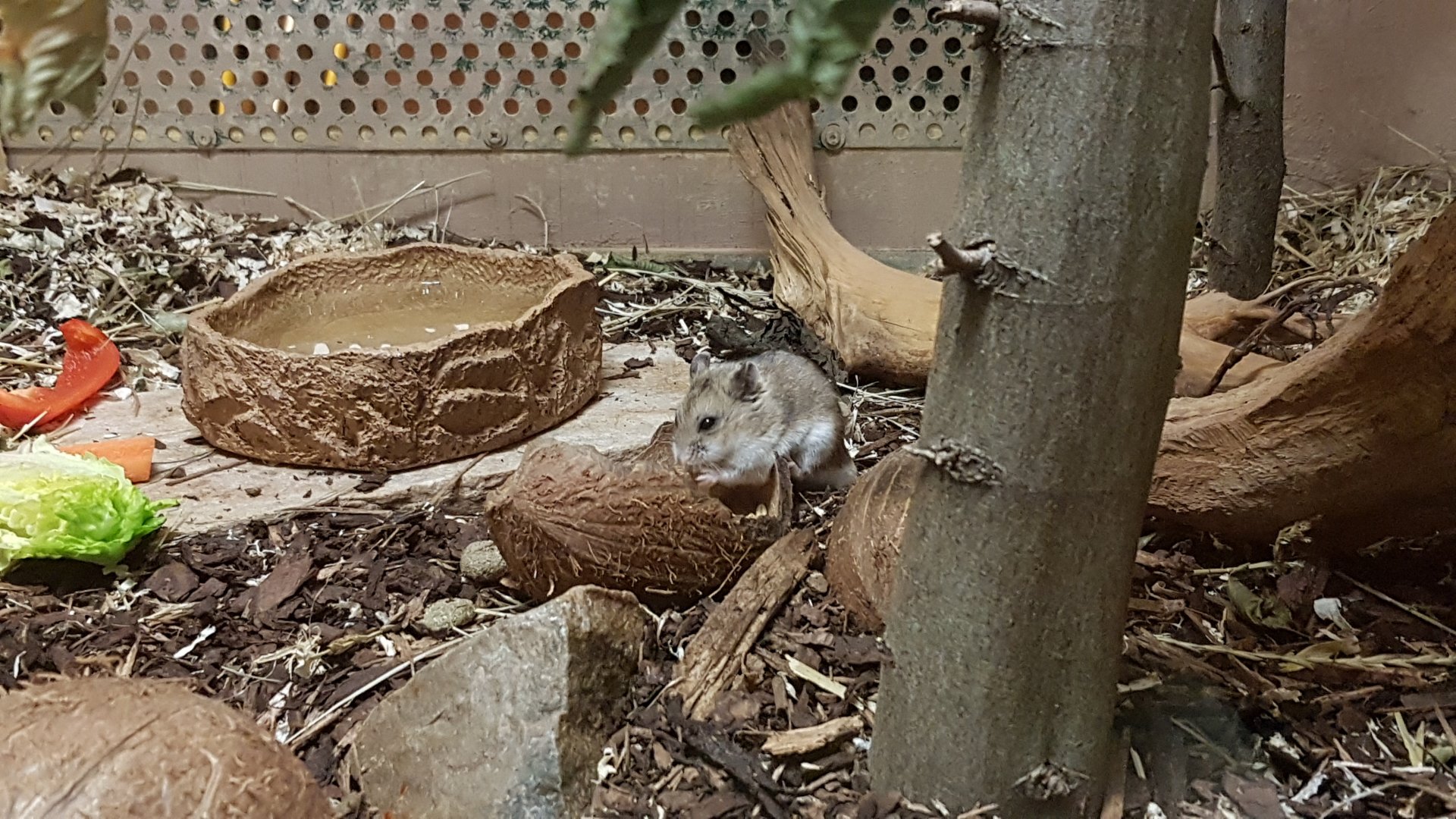 Chinese dwarf hamster (Cricetulus barabensis)