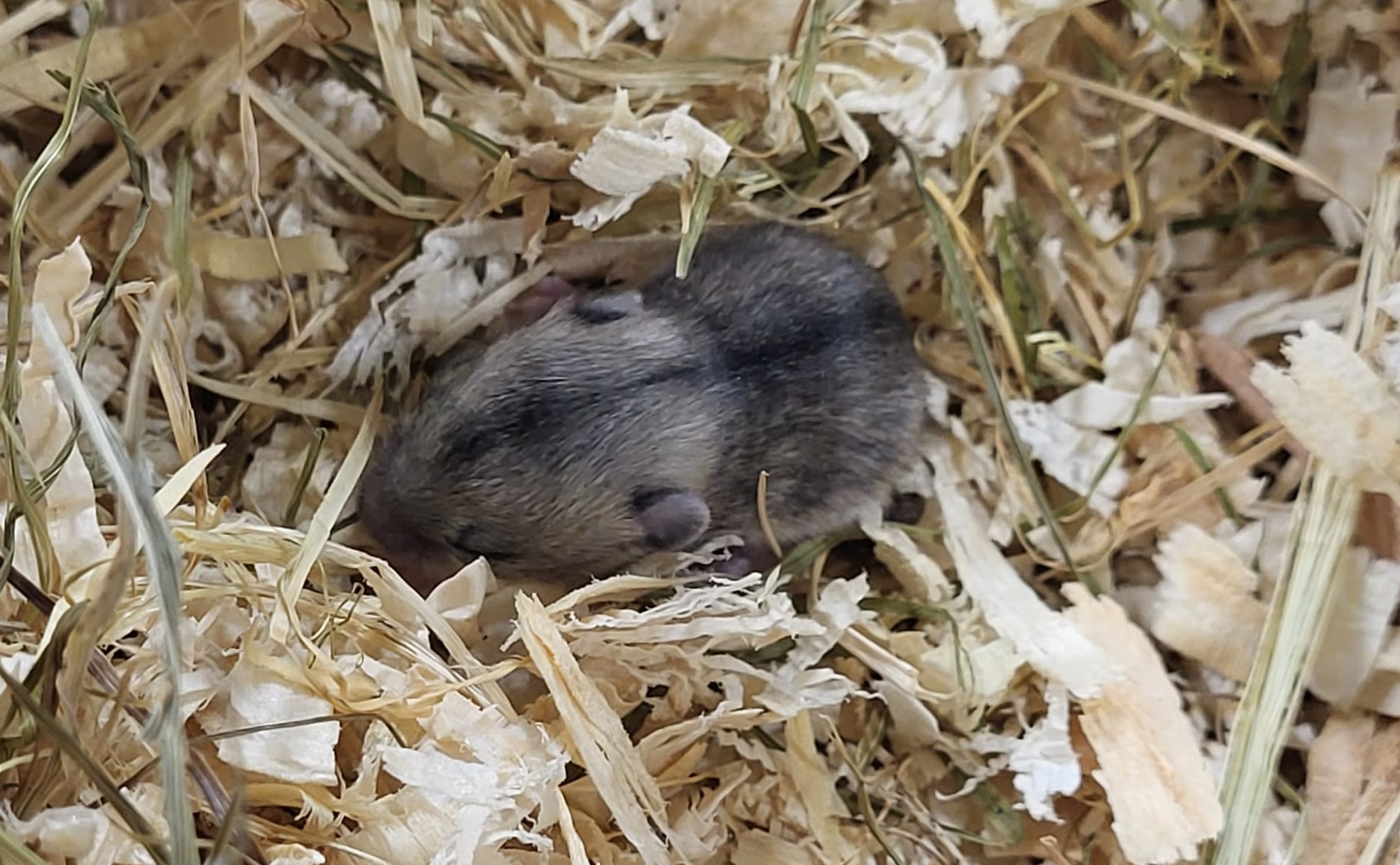 Chinese dwarf hamster - juvenile