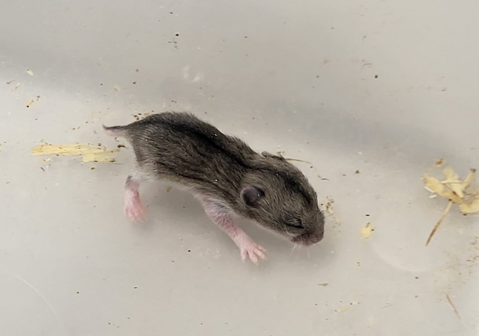 Chinese dwarf hamster - juvenile