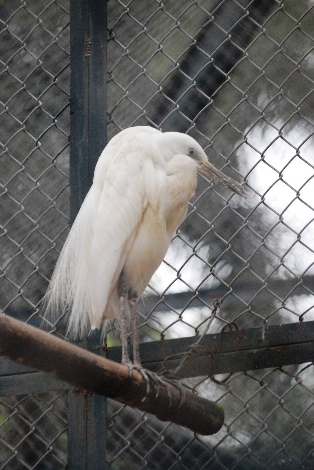 Chinese Egret at Hanoi Zoo, 15/03/12