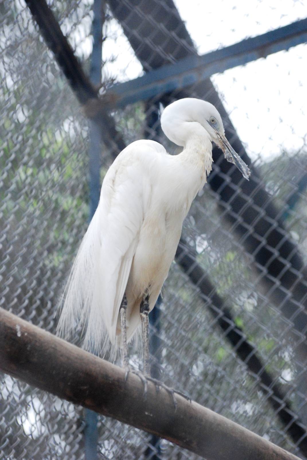 Chinese Egret at Hanoi Zoo, 15/03/12