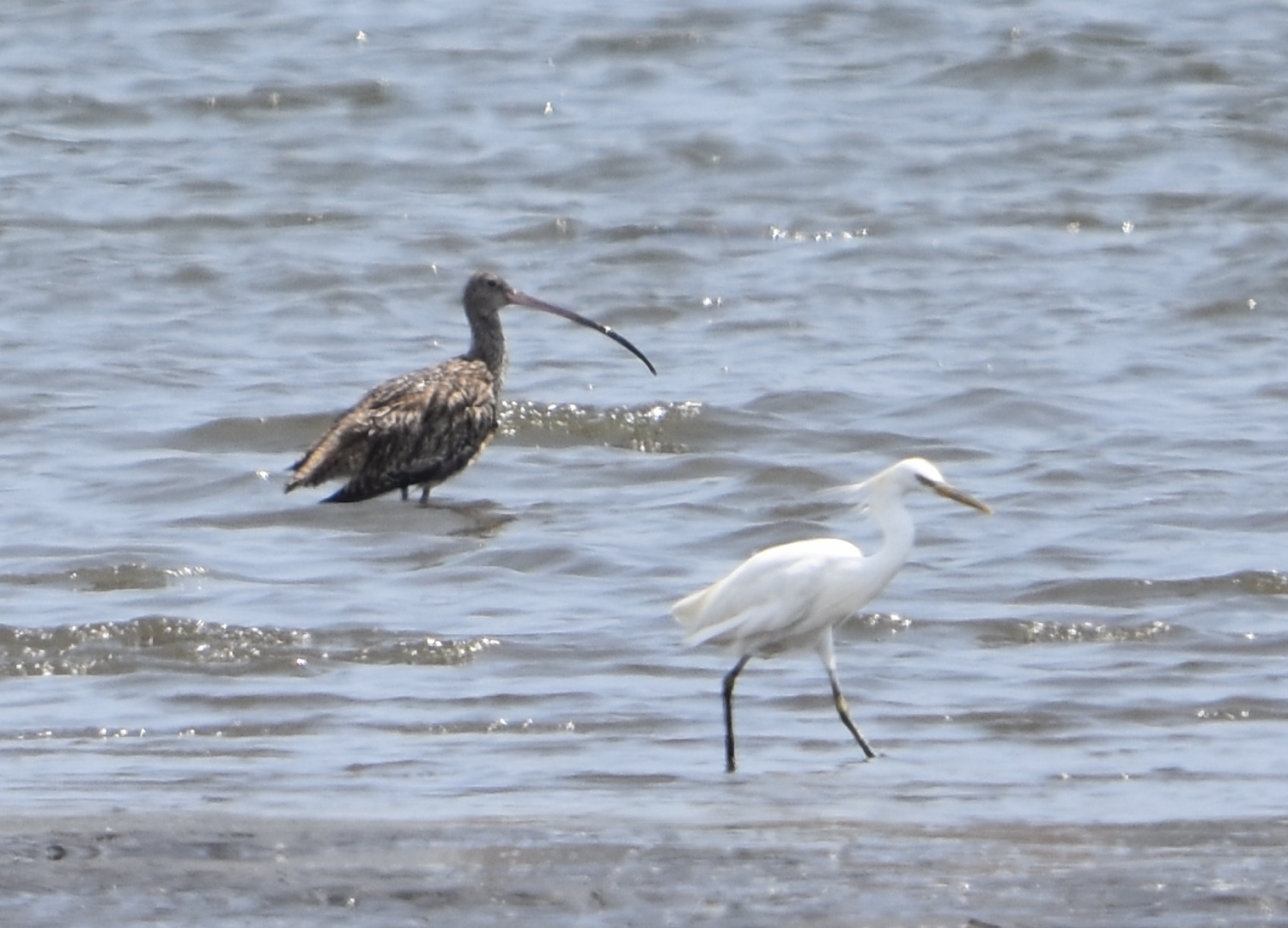 Chinese Egret & Far Eastern Curlew  ~ Kasai Rinkai Bird Sanctuary