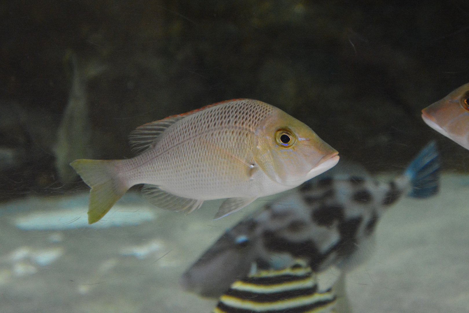 Chinese emperor (Lethrinus haematopterus)