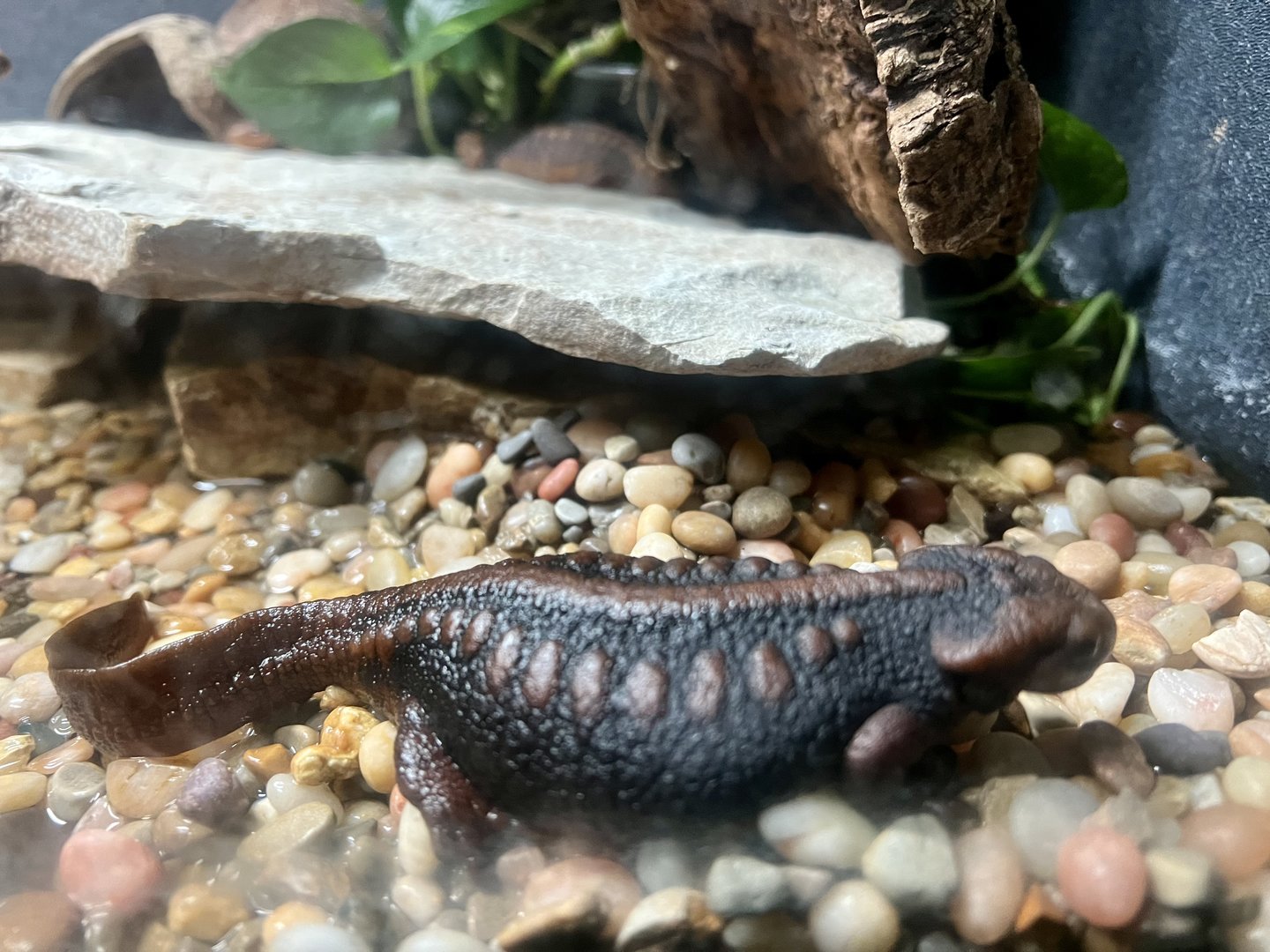 Chinese Emperor Newt