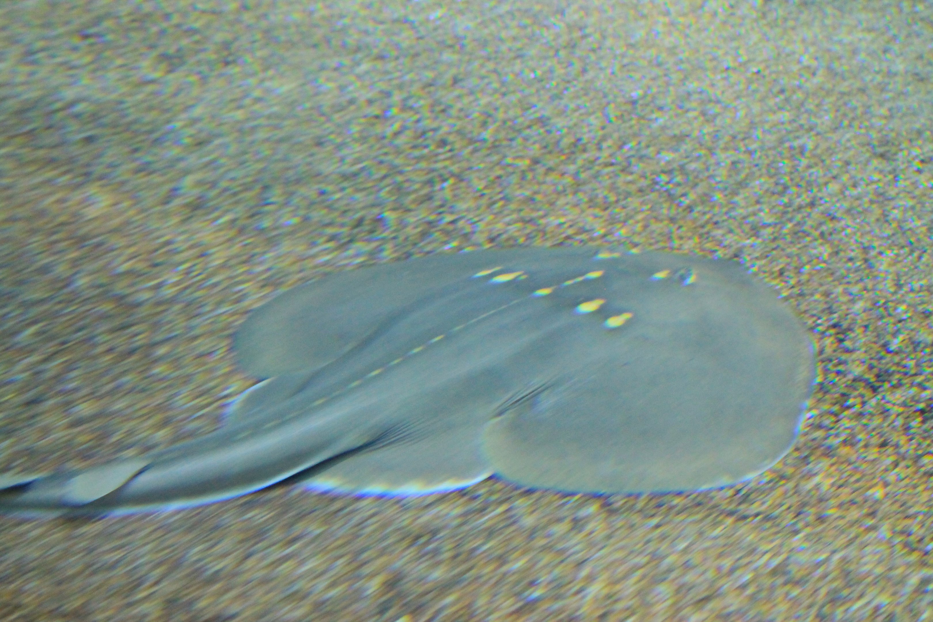 Chinese Fan-Ray (Platyrhina tangi)
