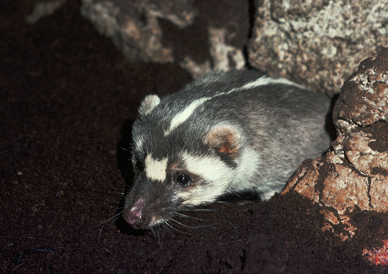Chinese ferret badger 1976