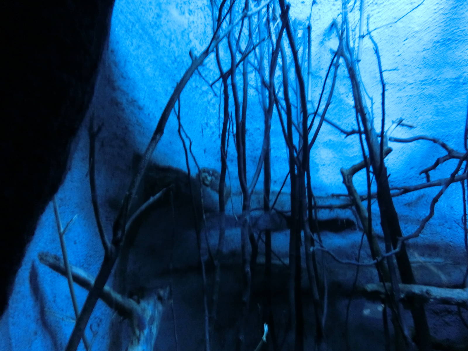 chinese ferret-badger (9th of september)- Praha Zoo