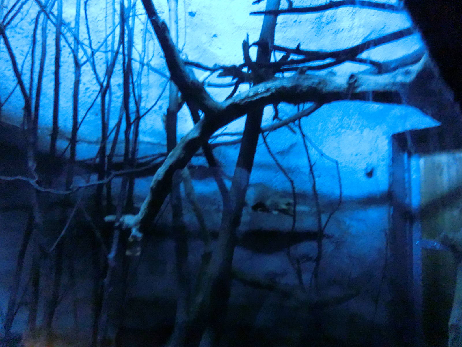 chinese ferret-badger (9th of september)- Praha Zoo