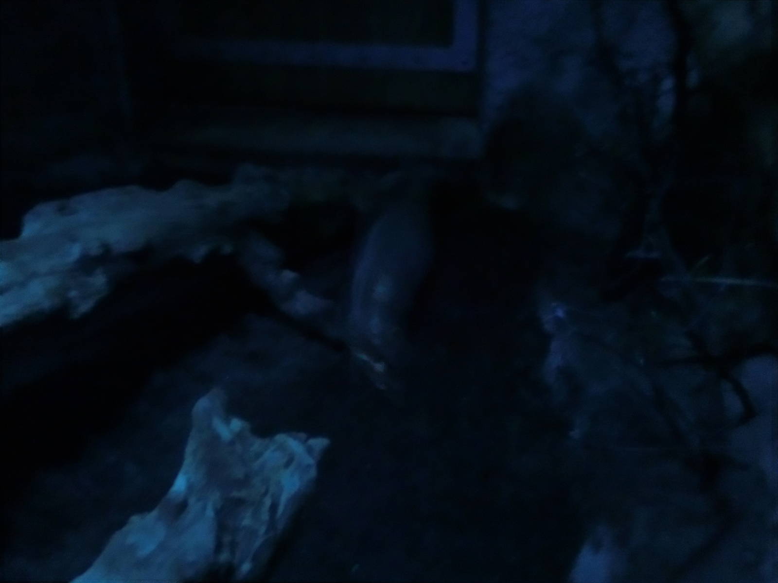 chinese ferret-badger (9th of september)- Praha Zoo