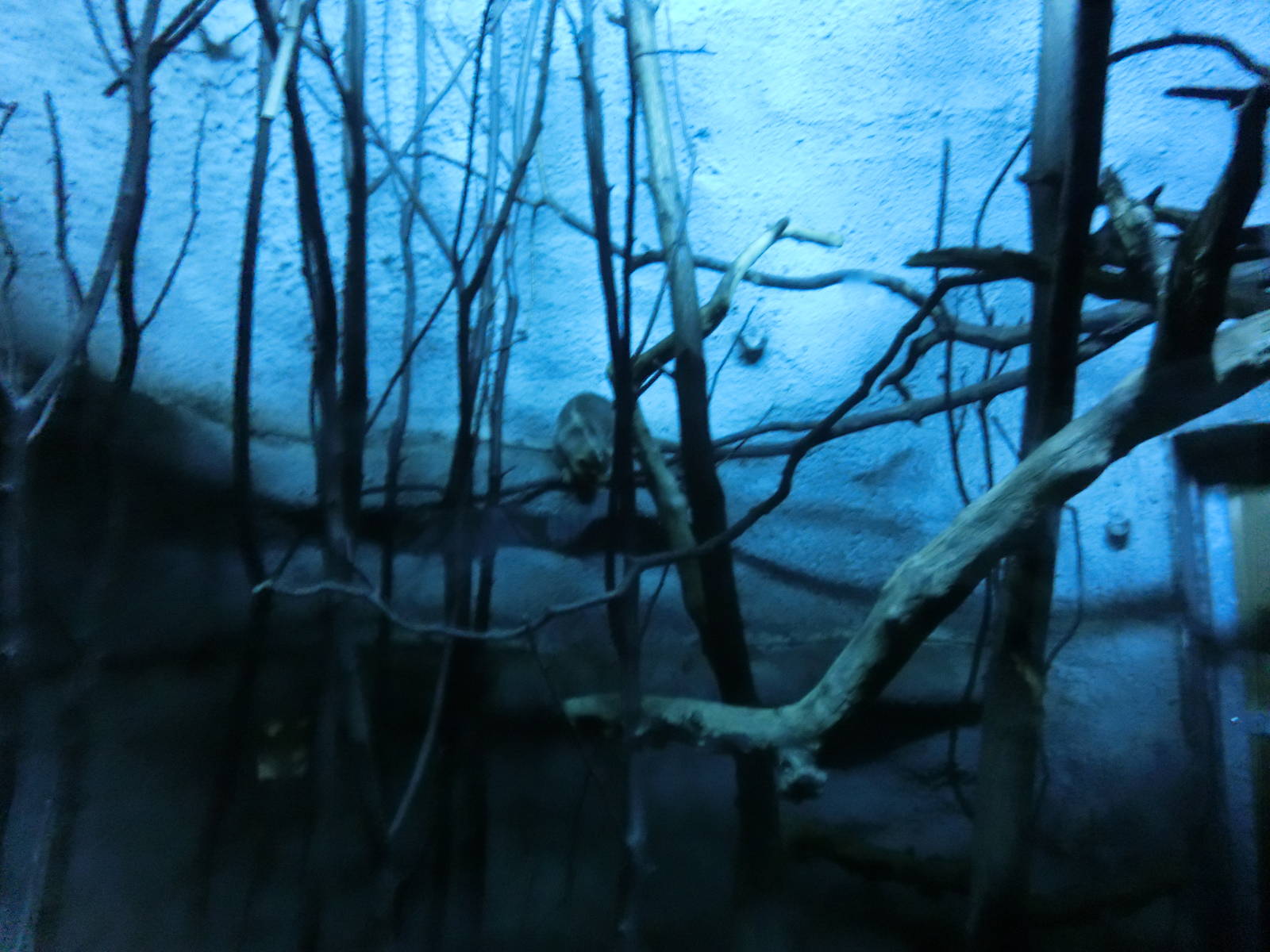 chinese ferret-badger (9th of september)- Praha Zoo