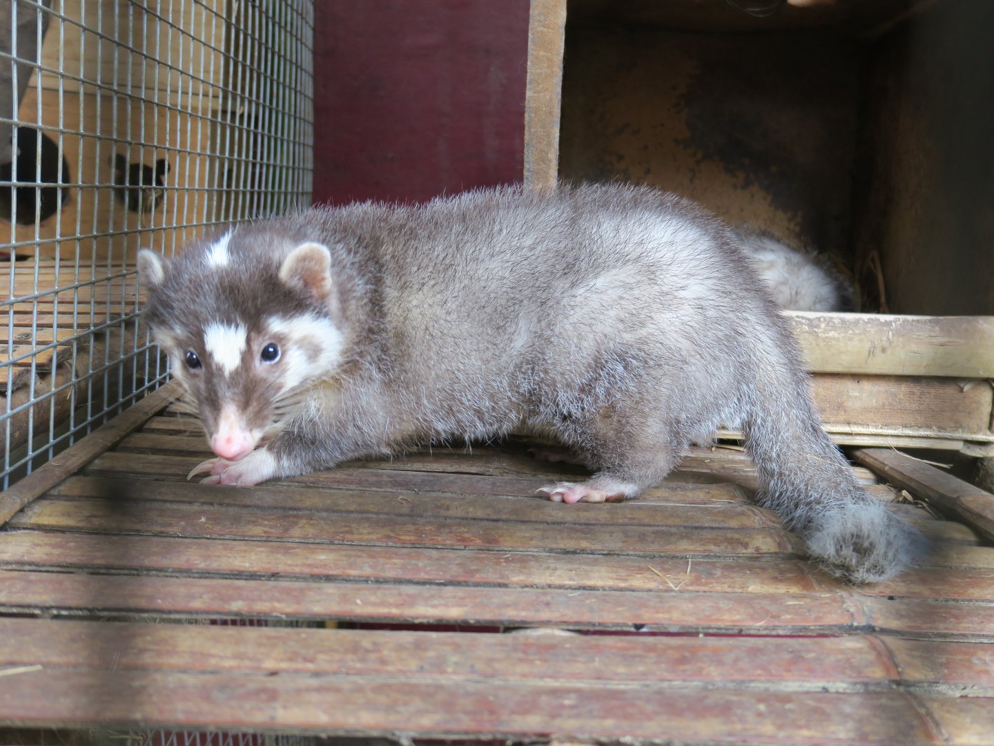 Chinese ferret-badger (Melogale moschata)