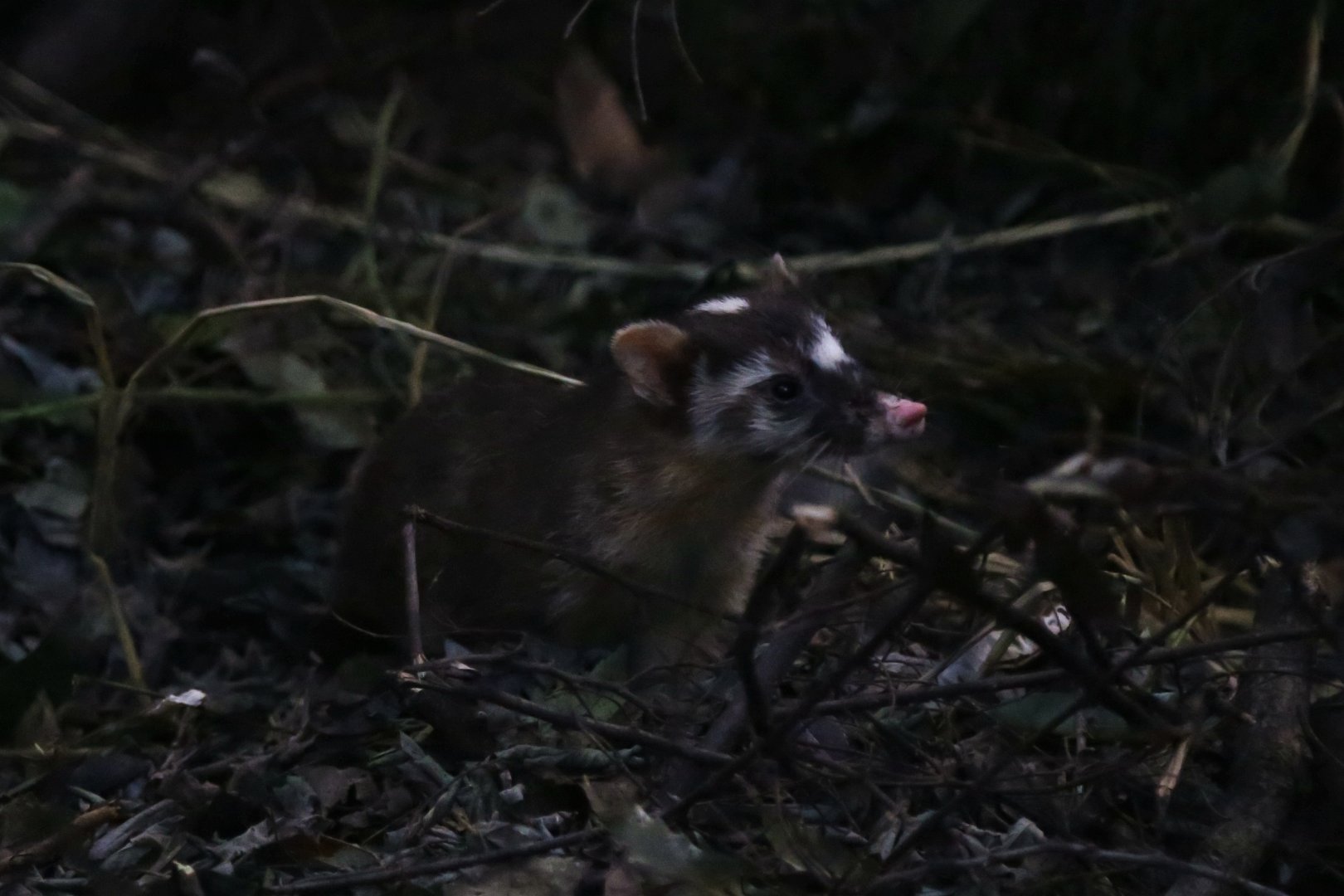 Chinese Ferret-badger (Melogale moschata)