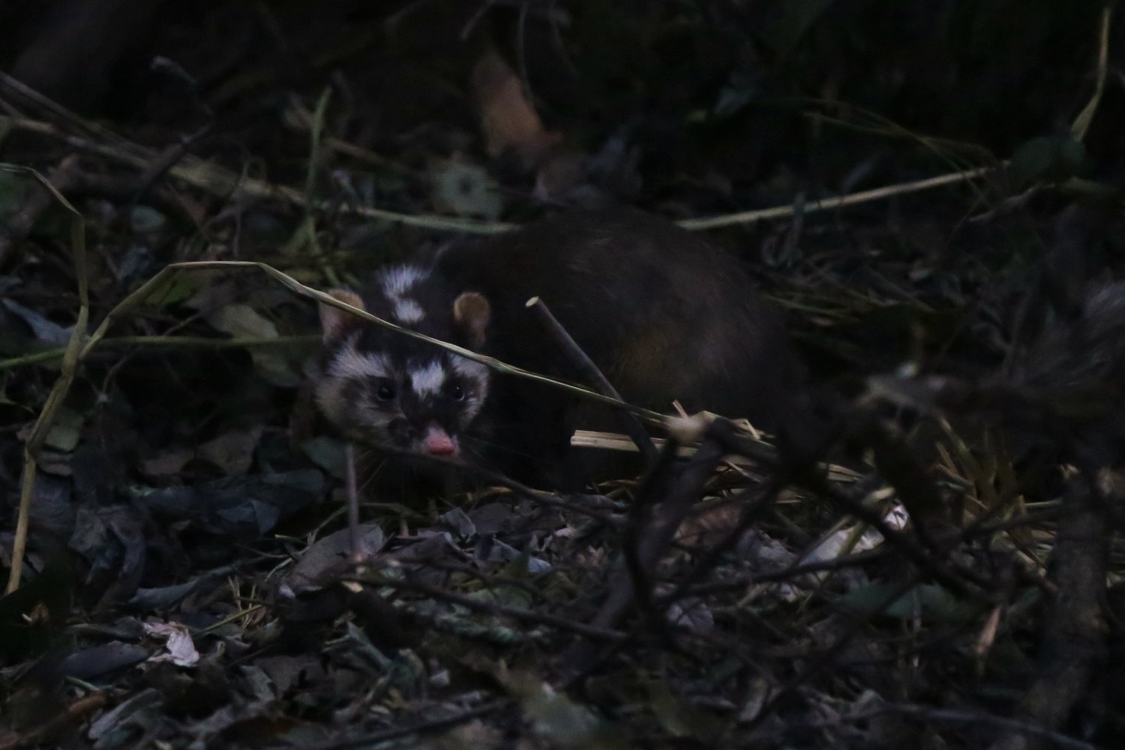 Chinese Ferret-badger (Melogale moschata)