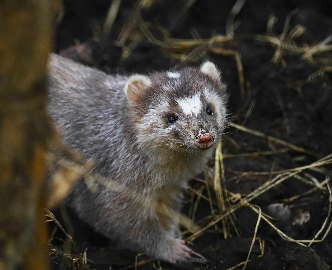 Chinese ferret-badger (Melogale moschata)