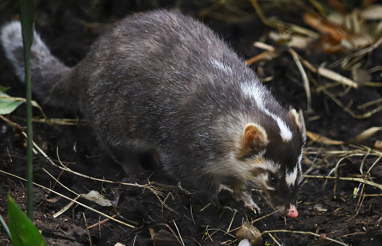 Chinese ferret-badger (Melogale moschata)