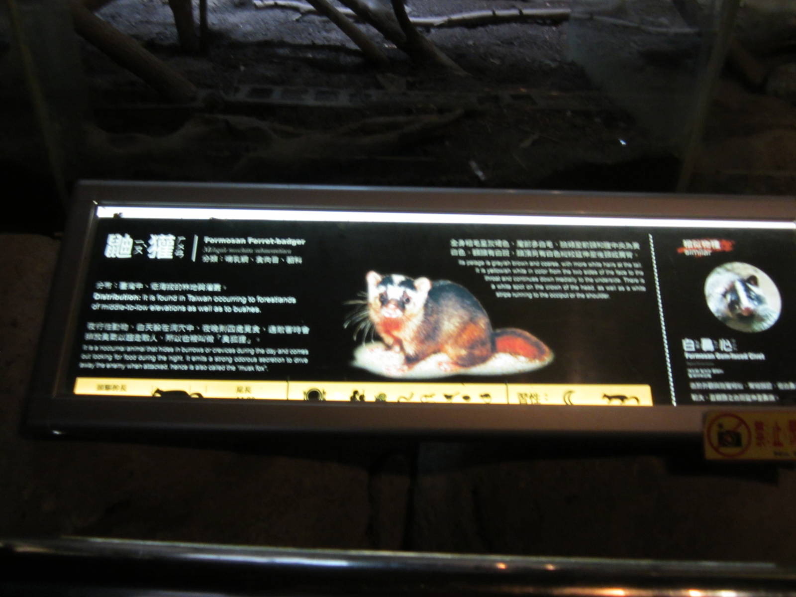 Chinese ferret badger sign