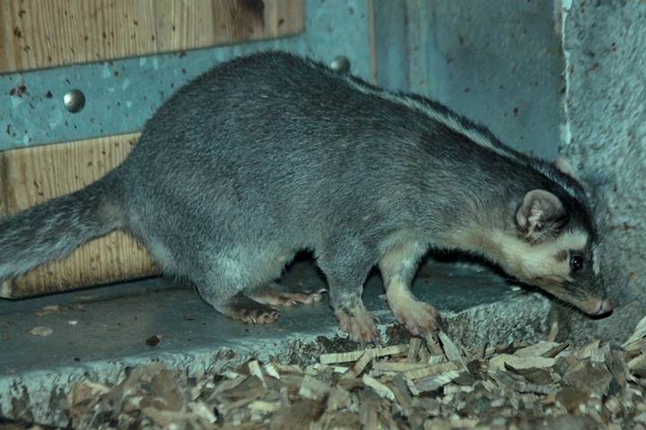 Chinese Ferret-badger
