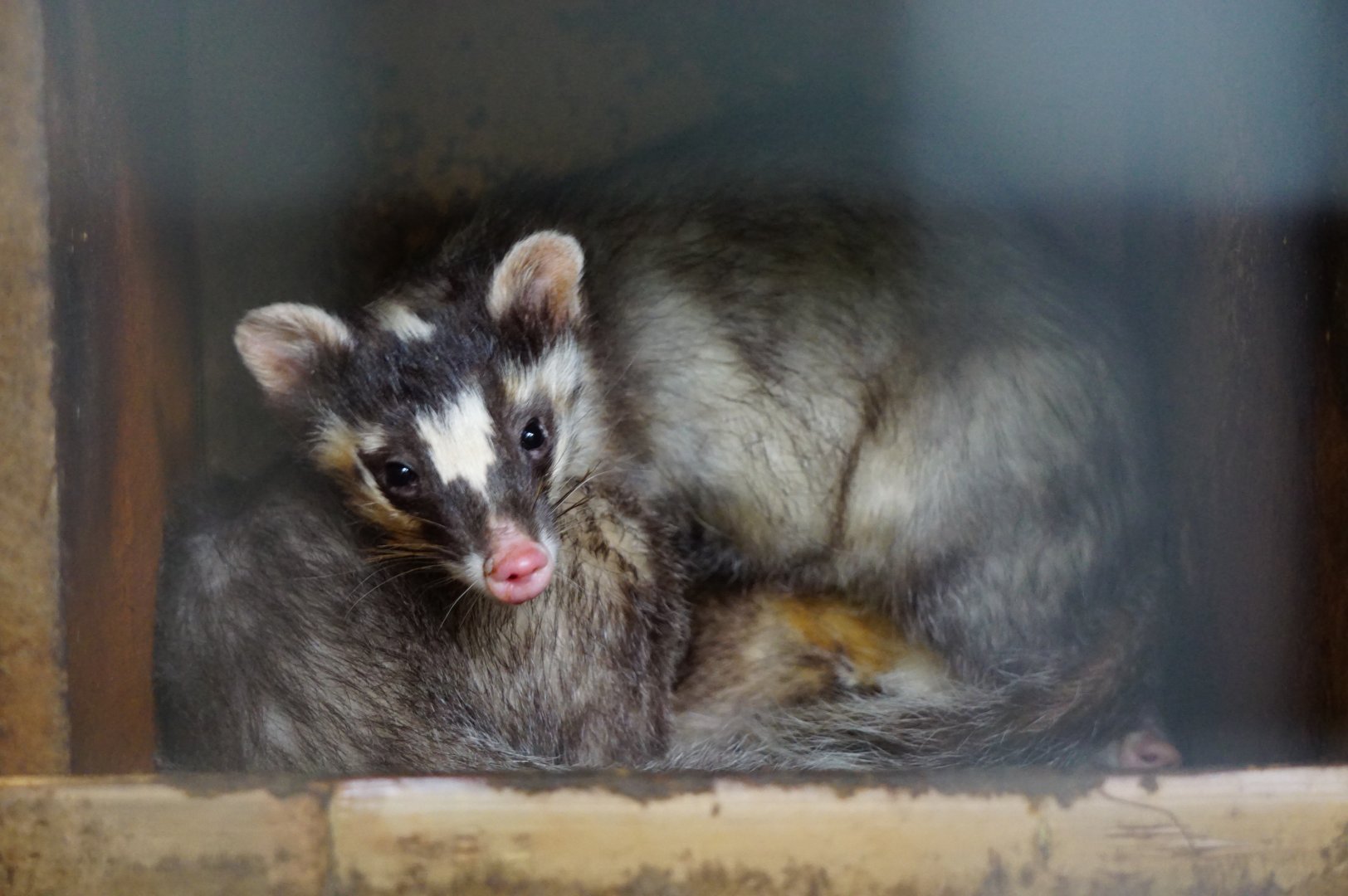 Chinese ferret-badger