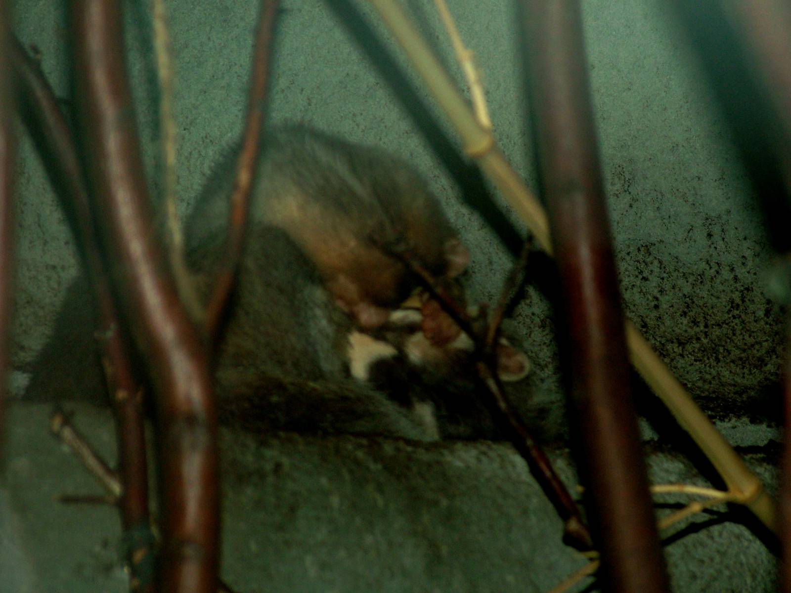 Chinese Ferret-Badgers at Prague, 25/08/12