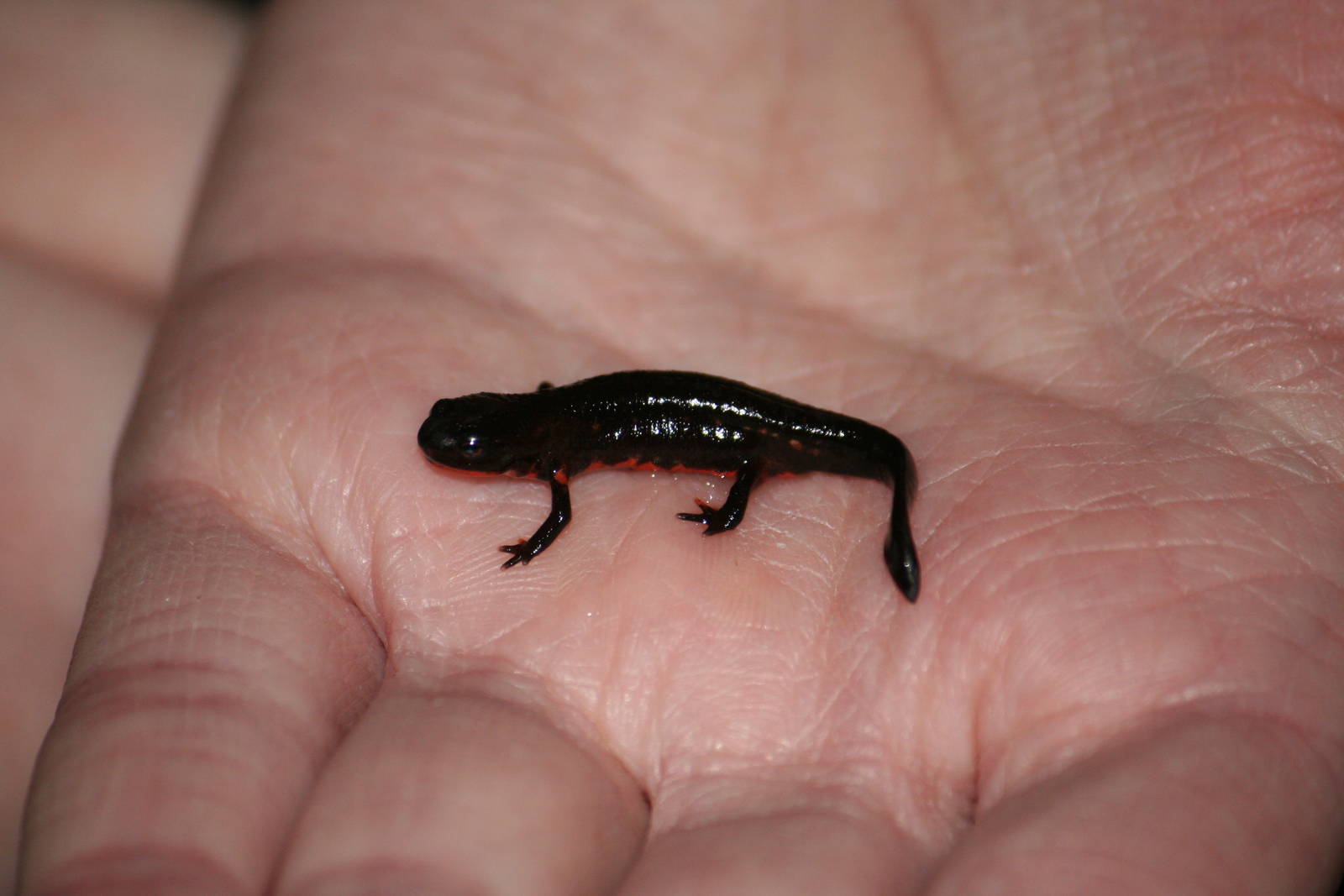 Chinese fire-bellied newt eft